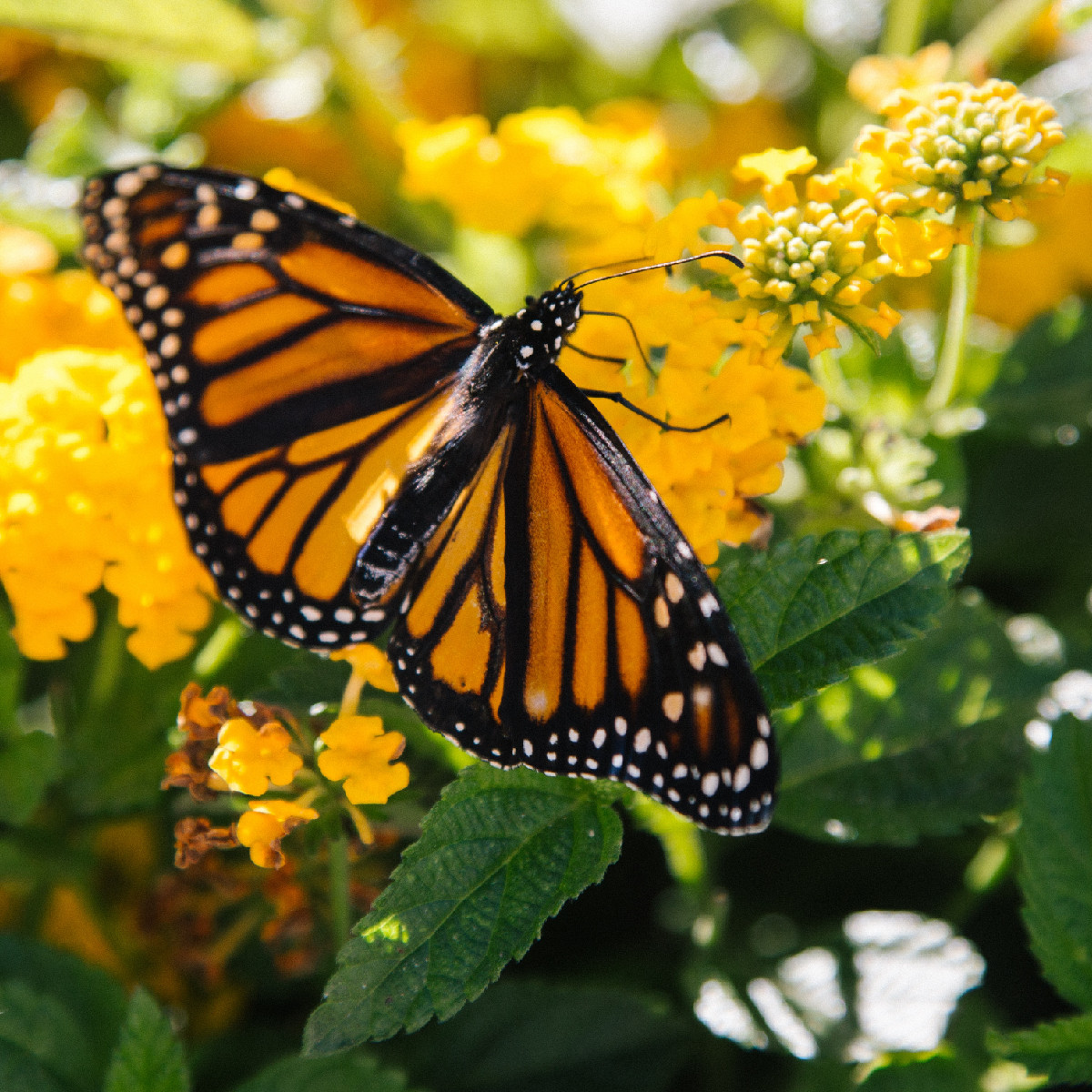 Monarch butterfly