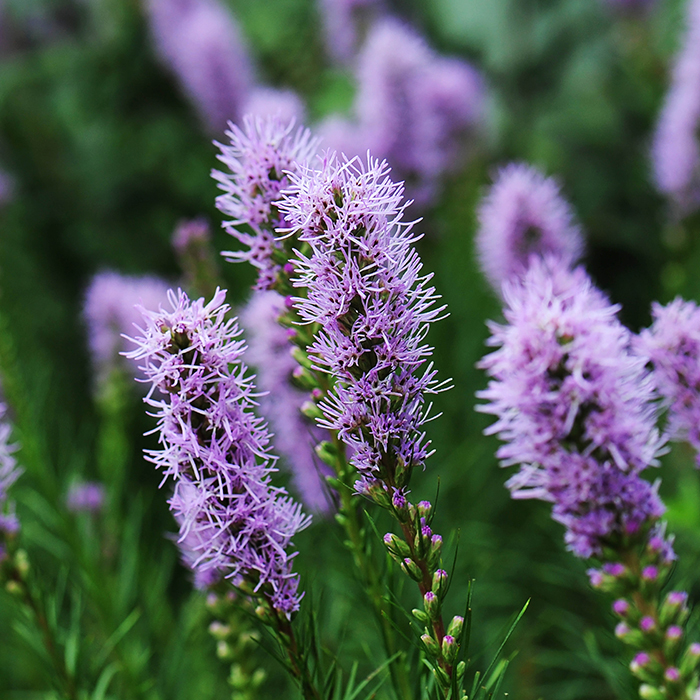 Liatris