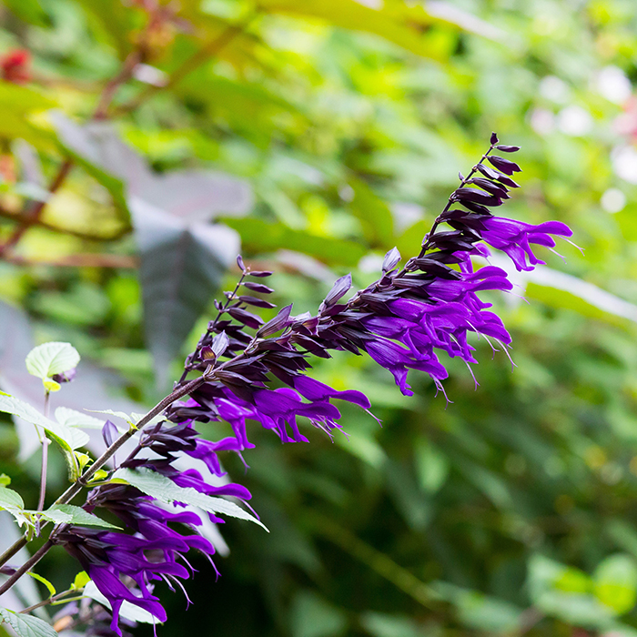 Salvia Amistad