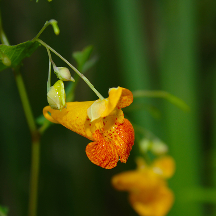 Jewelweed