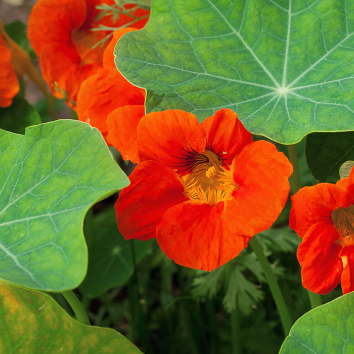 Nasturtium