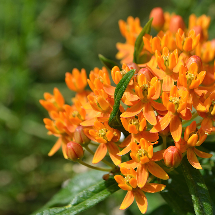 Butterfly weed