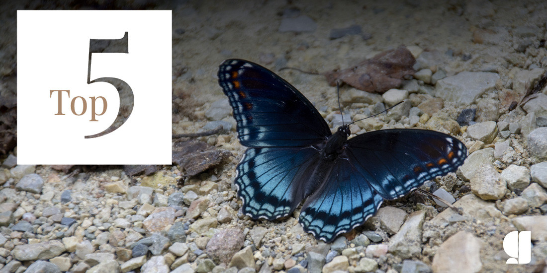 Kristi's 5 favorite butterflys - red-spotted purple butterfly