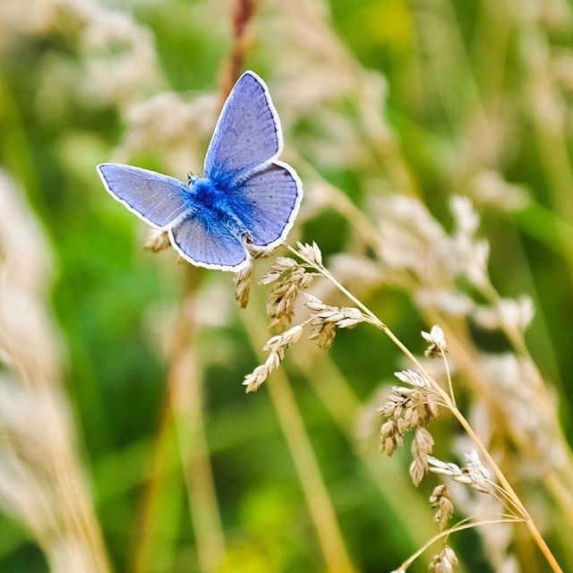 “Butterflies are delicate, but also resilient. Sometimes you’ll see them with damaged wings, but they're still able to fly.” Web Services Manager Kristi shares her 5 favorite butterflies: Karner Blue / Giant Fritillary / Red-spotted Purple / Monarch / Giant Swallowtail
.
.
.
#fav5 #grossbauer #butterflies #spring